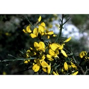 cytisus spinosus (l.) lam.