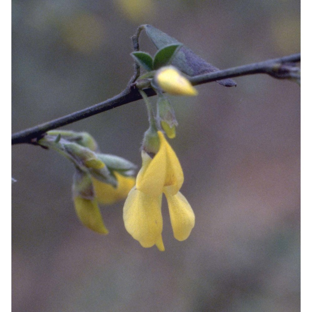 cytisus villosus pourr.