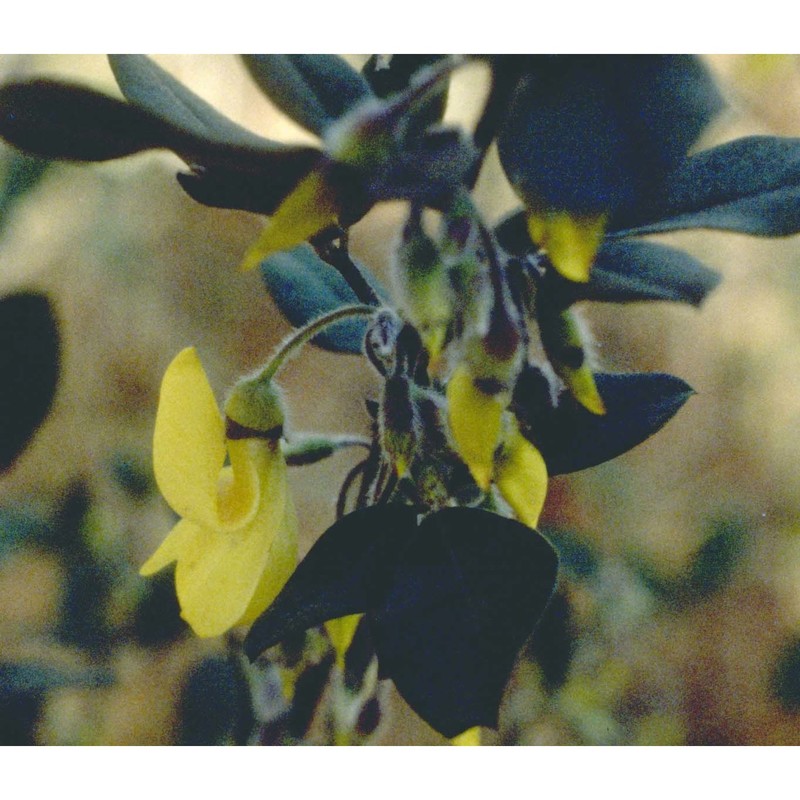cytisus villosus pourr.
