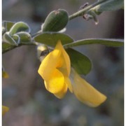 cytisus villosus pourr.