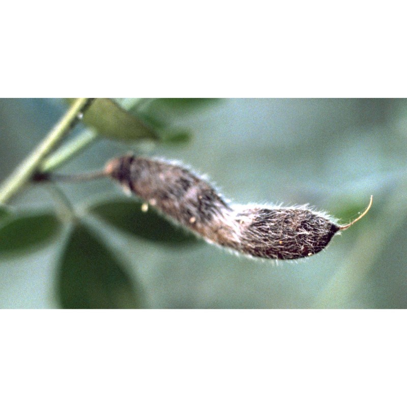 cytisus villosus pourr.