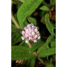 dorycnopsis gerardii boiss.