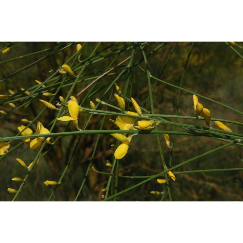 genista aetnensis (biv.) dc.