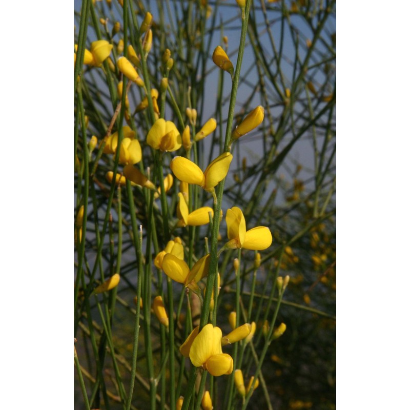 genista aetnensis (biv.) dc.