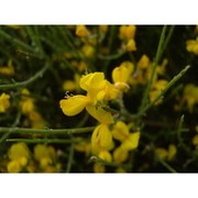 genista arbusensis vals.