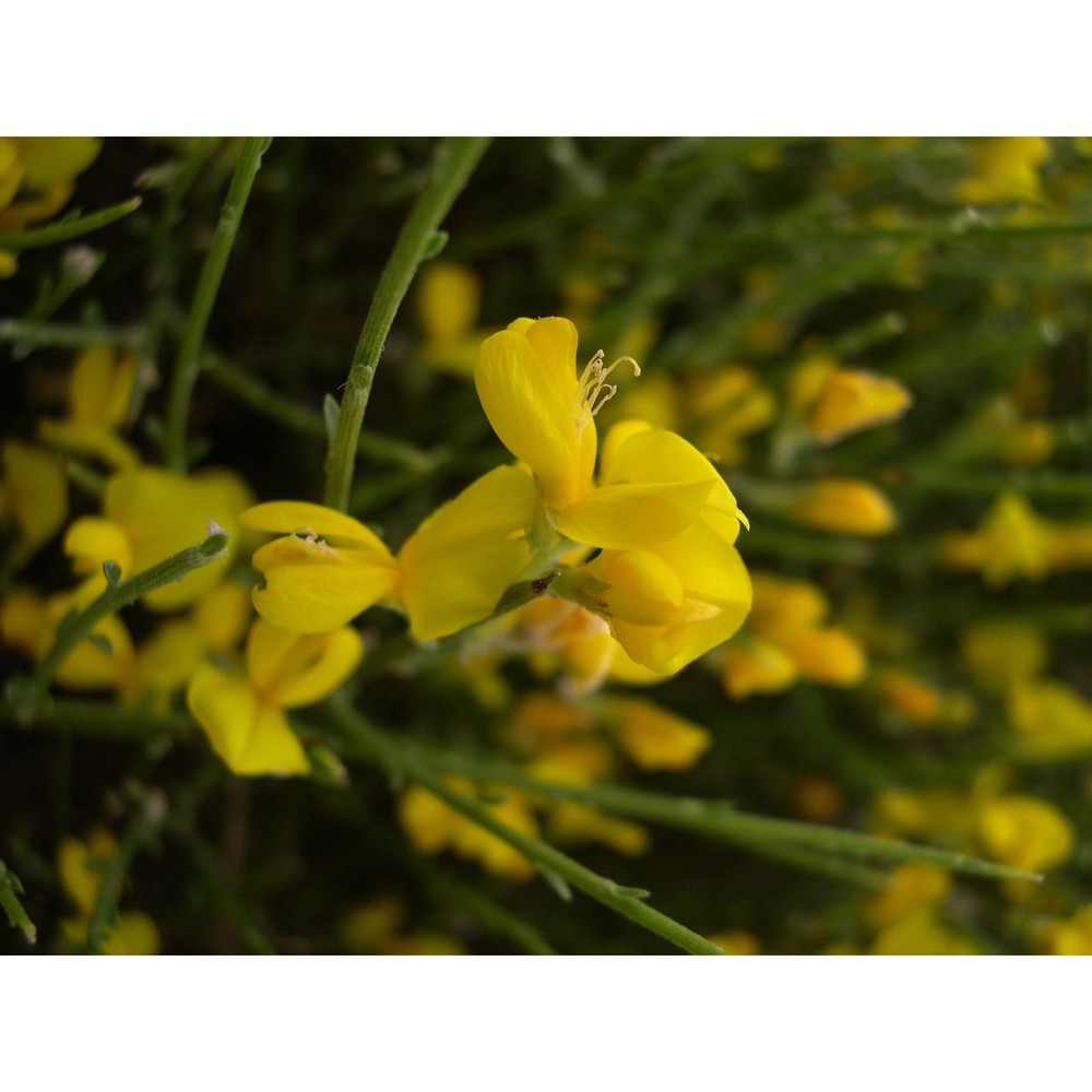 genista arbusensis vals.