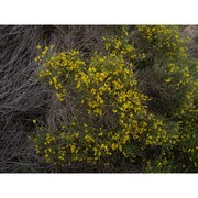 genista arbusensis vals.