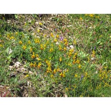 genista aristata c. presl