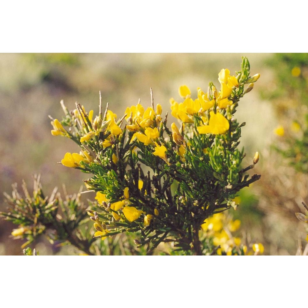 genista aspalathoides lam.