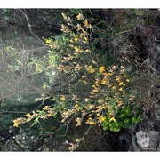 genista aspalathoides lam.