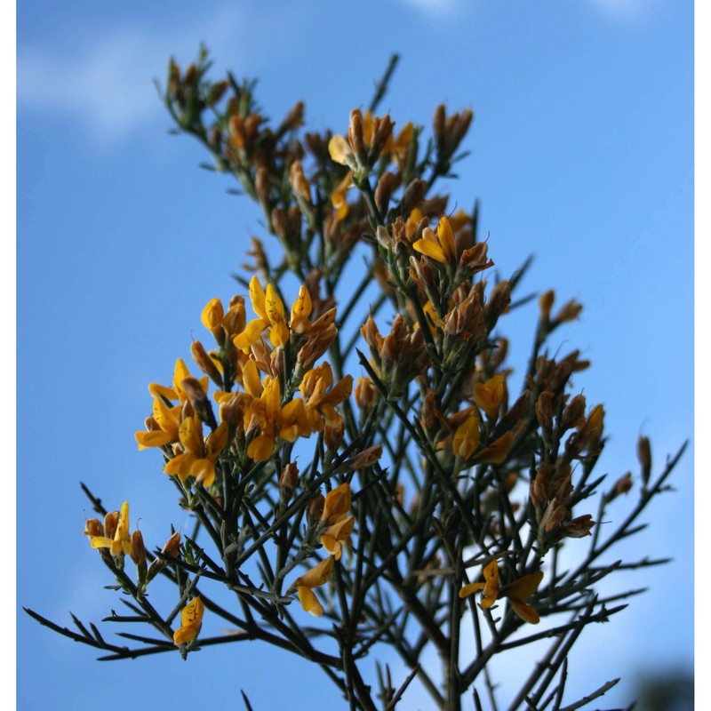 genista aspalathoides lam.