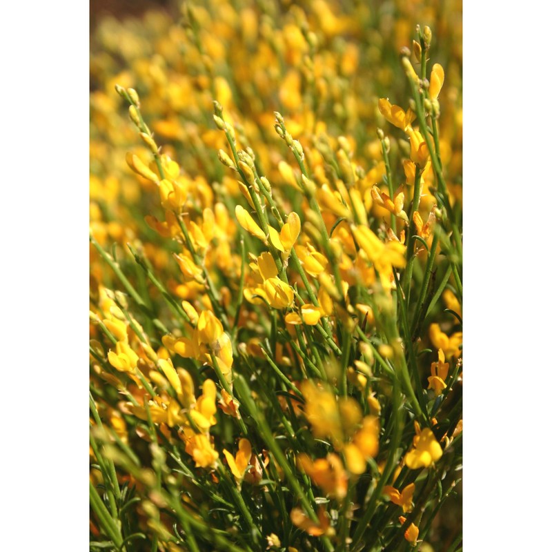 genista bocchierii bacch., brullo et feoli chiapella