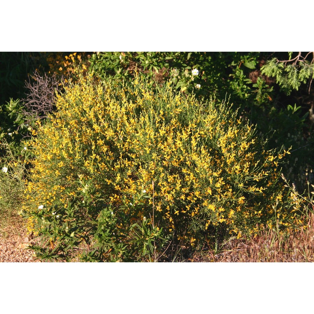 genista bocchierii bacch., brullo et feoli chiapella