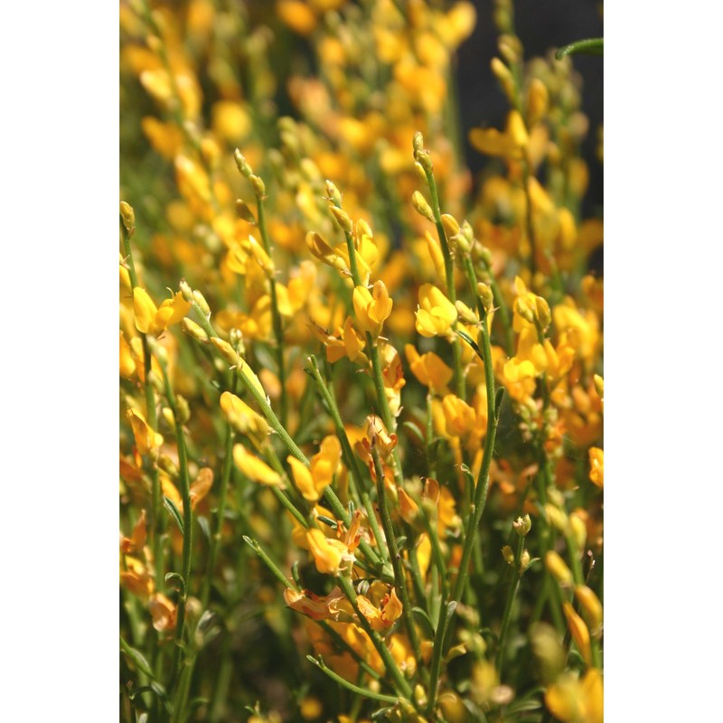 genista bocchierii bacch., brullo et feoli chiapella