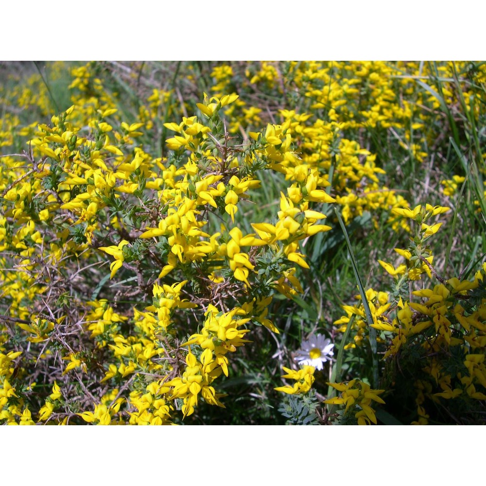 genista brutia brullo, scelsi et spamp.