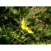 genista brutia brullo, scelsi et spamp.