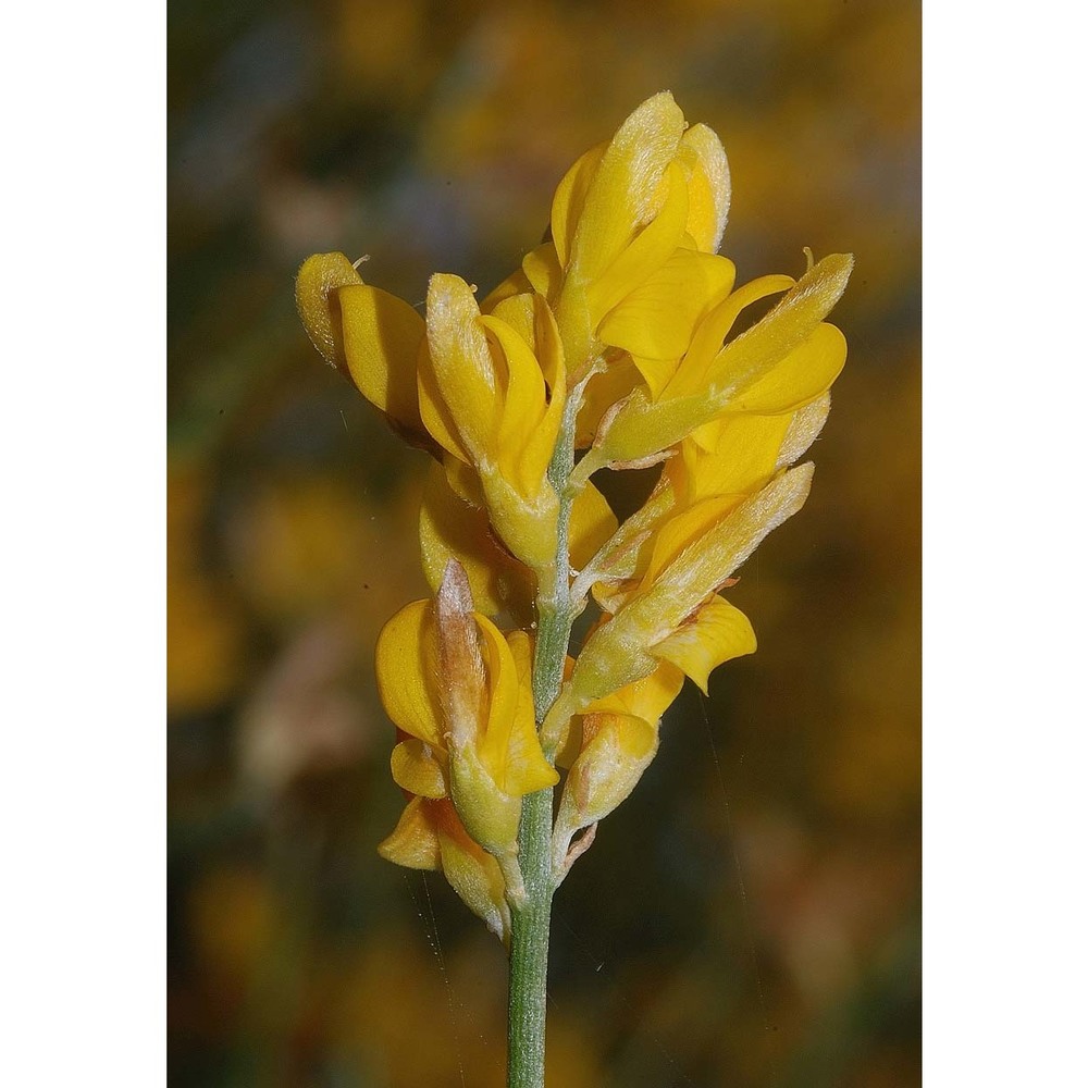 genista cilentina vals.