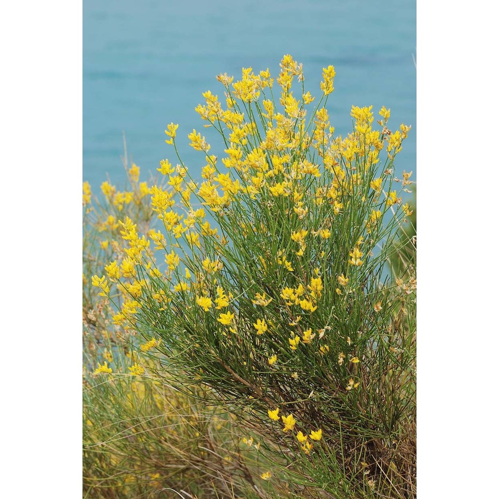 genista cilentina vals.