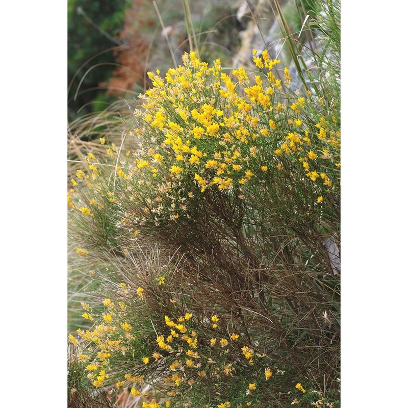 genista cilentina vals.