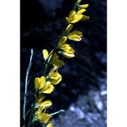 genista cinerea (vill.) dc. subsp. cinerea