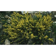 genista cinerea (vill.) dc. subsp. cinerea