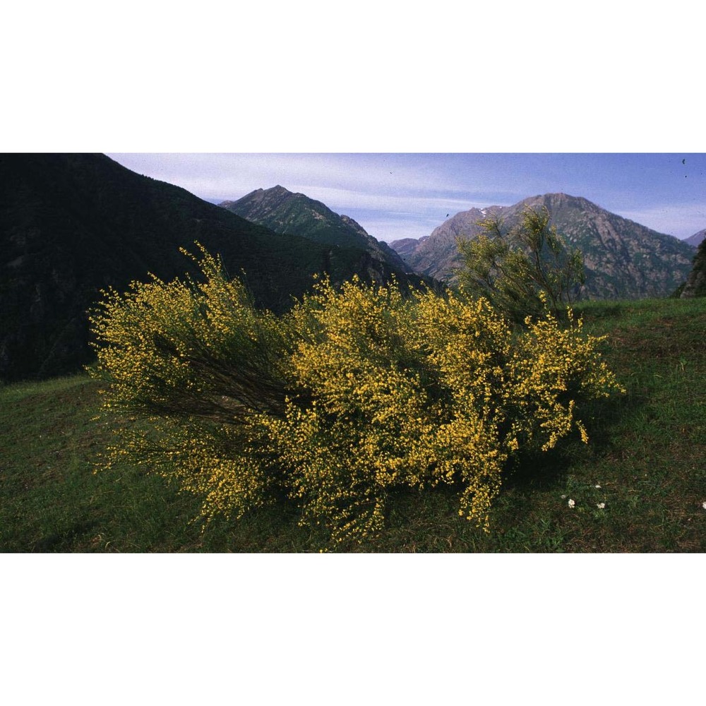 genista cinerea (vill.) dc. subsp. cinerea