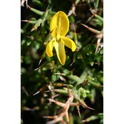 genista corsica (loisel.) dc.