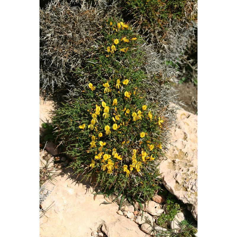 genista corsica (loisel.) dc.