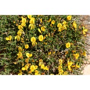 genista corsica (loisel.) dc.