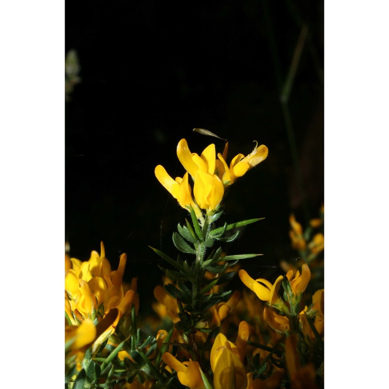 genista cupanii guss.