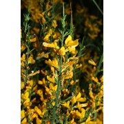 genista cupanii guss.