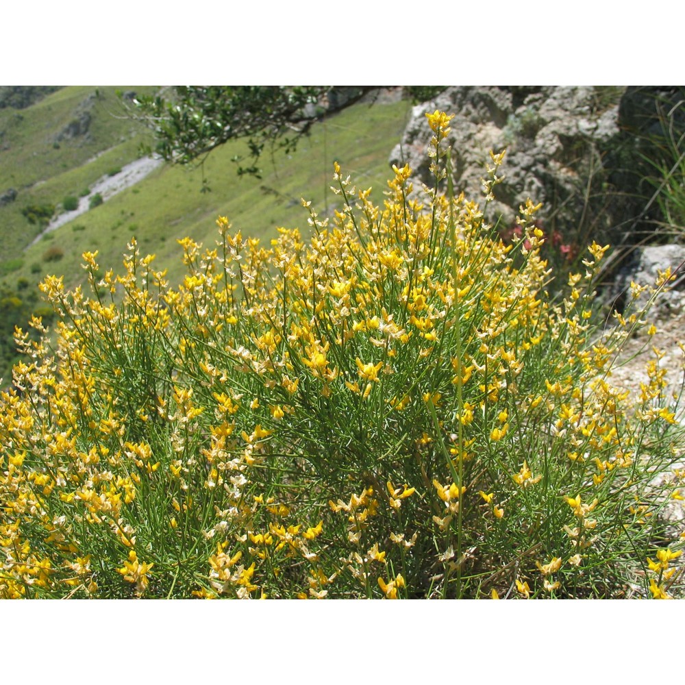 genista demarcoi brullo, scelsi et siracusa