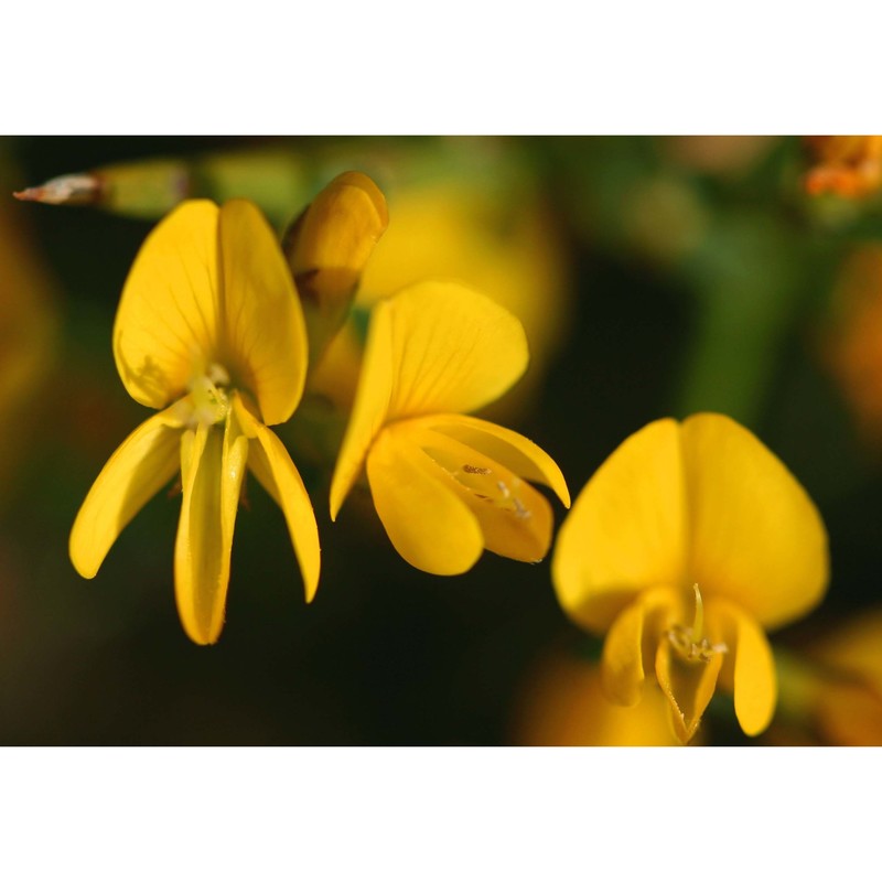 genista desoleana vals.