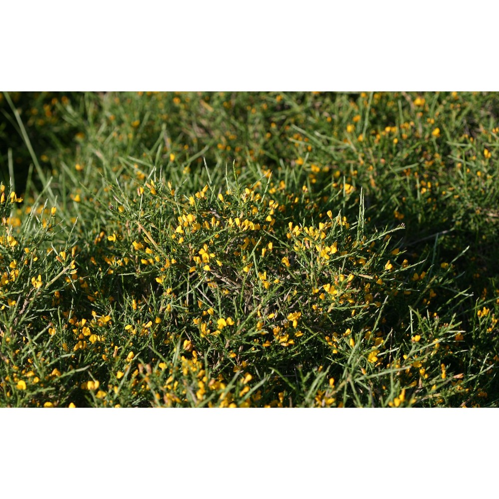 genista desoleana vals.