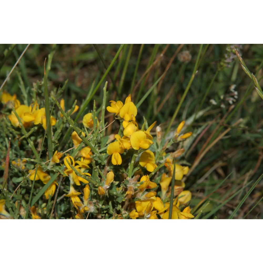 genista desoleana vals.