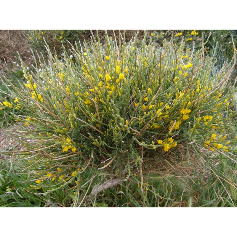 genista ephedroides dc.