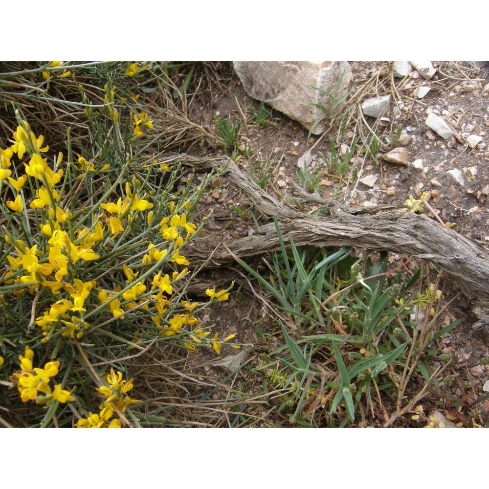 genista ephedroides dc.