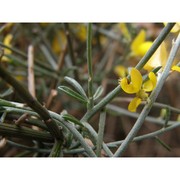 genista ephedroides dc.