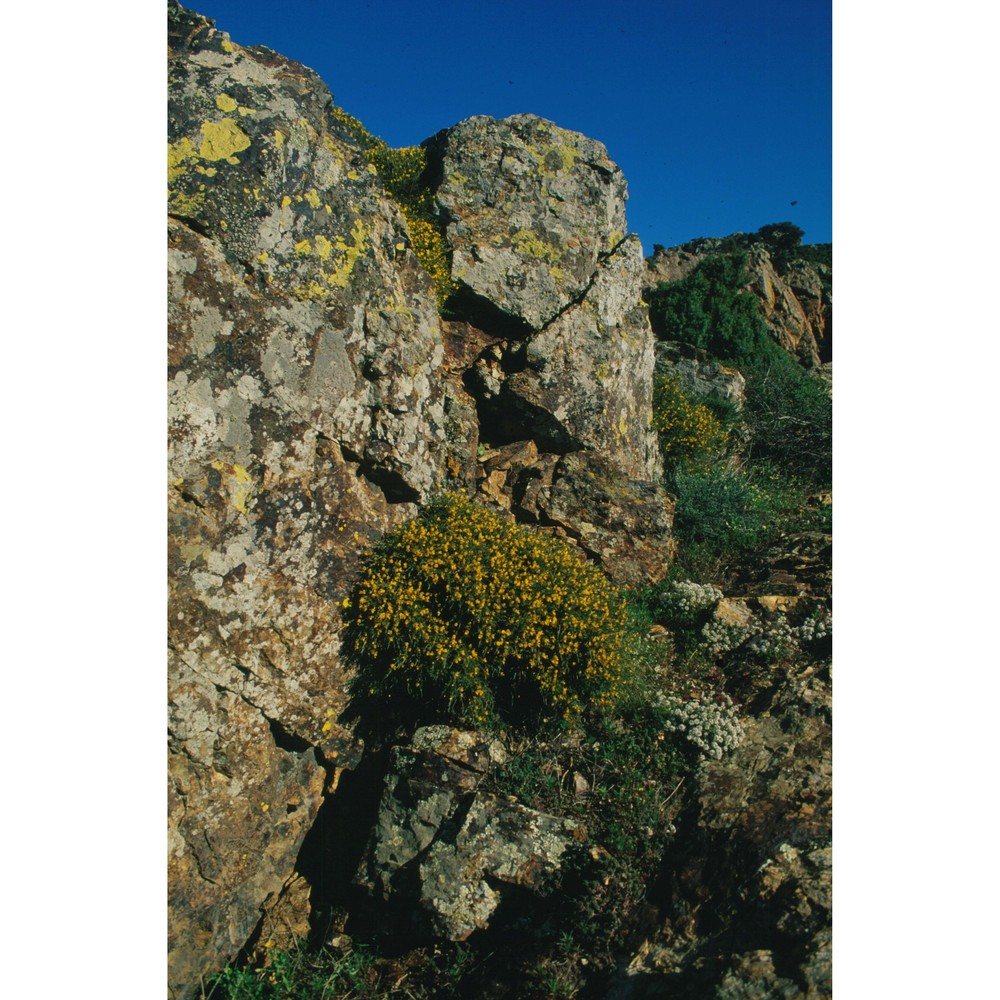 genista ferox (poir.) poir.