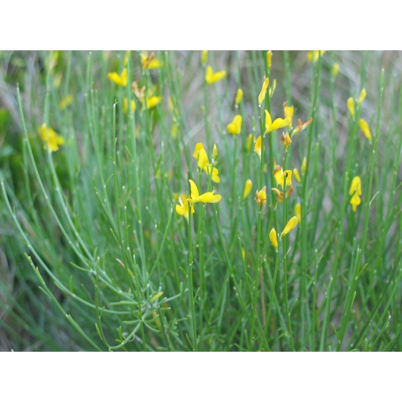 genista gasparrinii (guss.) c. presl