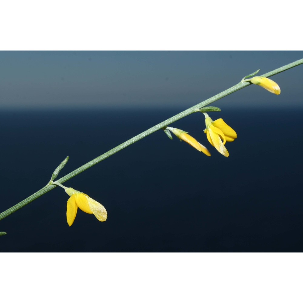 genista gasparrinii (guss.) c. presl