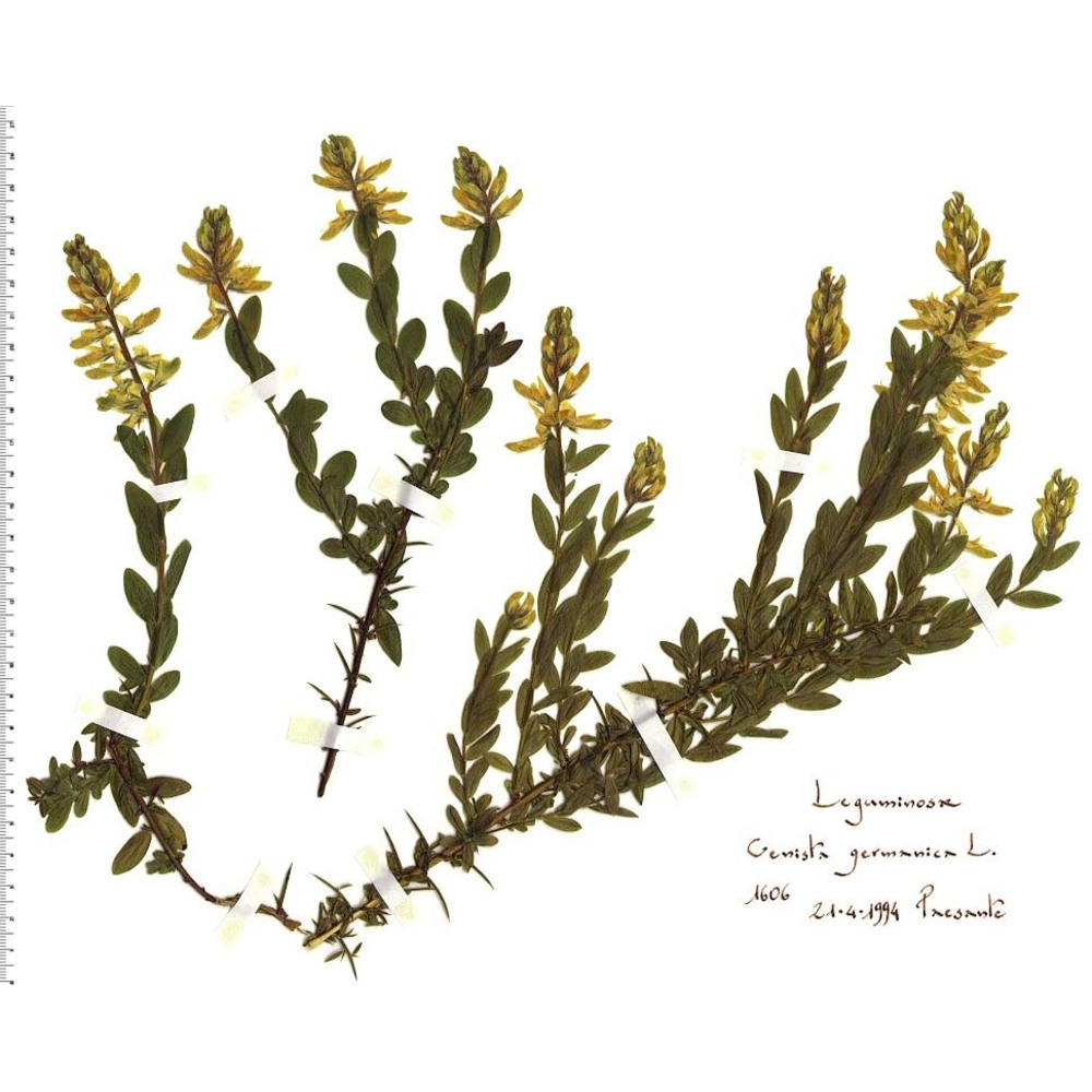 genista germanica l.