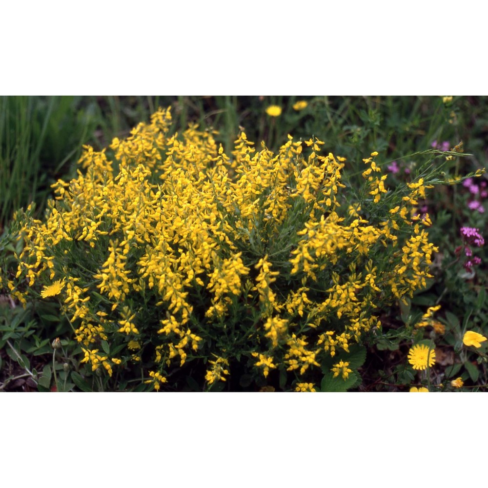 genista germanica l.