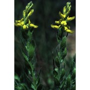 genista germanica l.