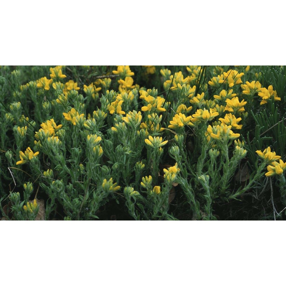 genista hispanica l. subsp. hispanica