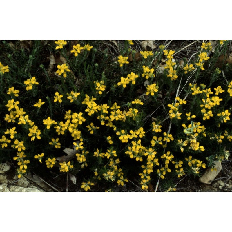 genista hispanica l. subsp. hispanica