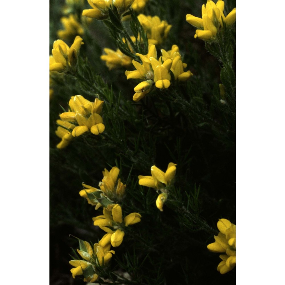 genista hispanica l. subsp. hispanica