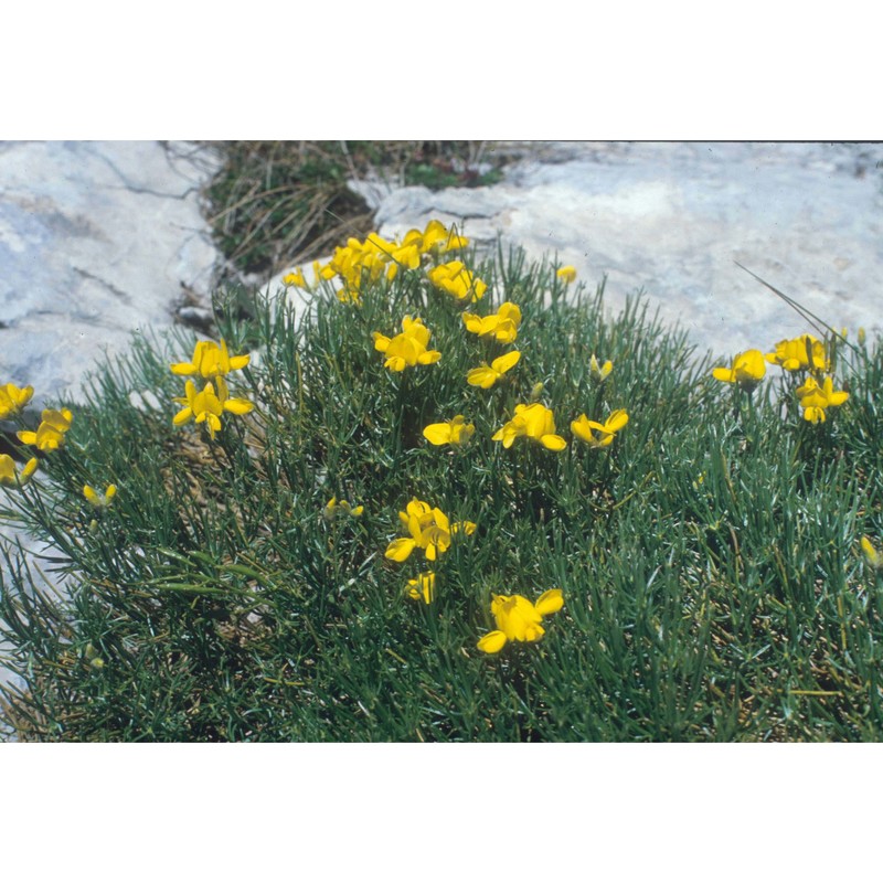 genista holopetala (koch) bald.