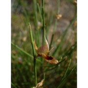 genista insularis bacch., brullo et feoli chiapella