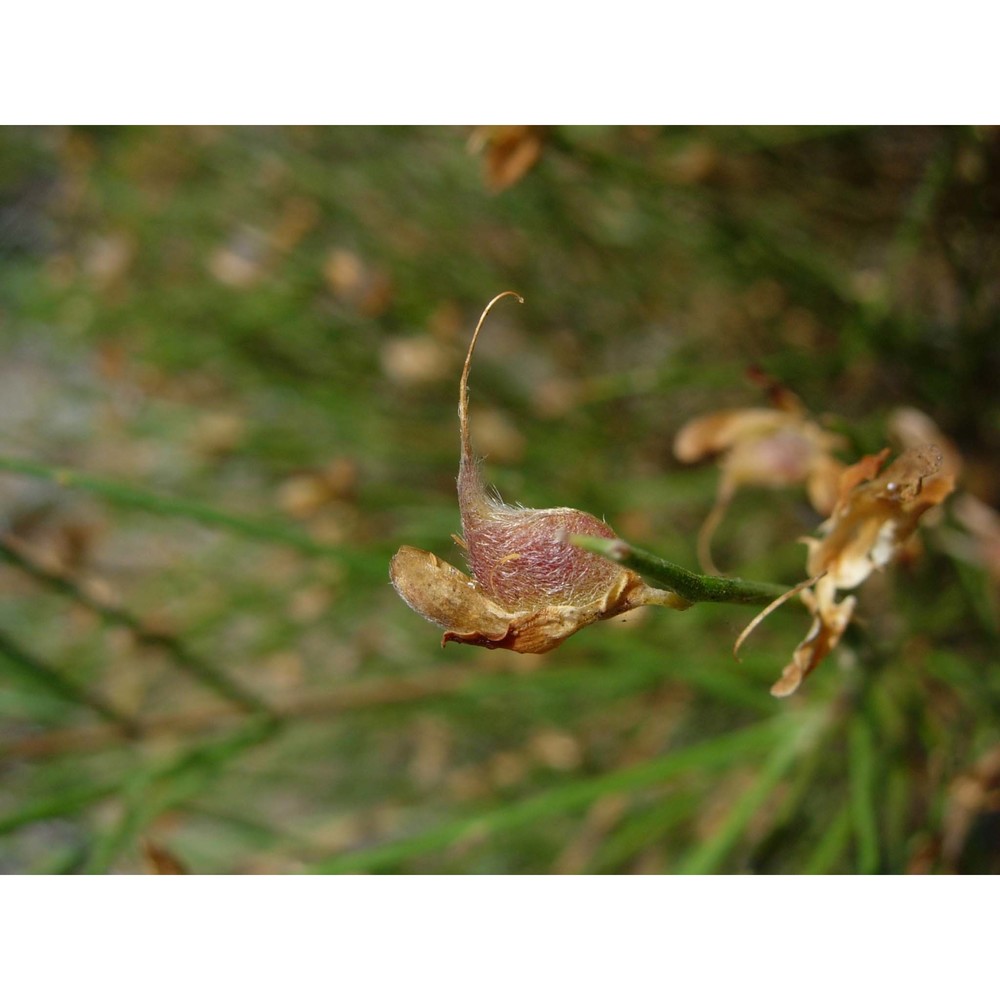 genista insularis bacch., brullo et feoli chiapella